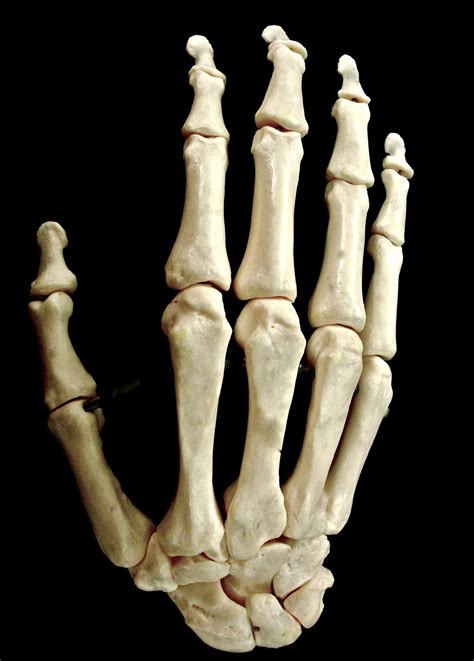 Chief Teaches Anatomy (Carpals/Metacarpals/Phalanges *Carpal Mnemonic:...)