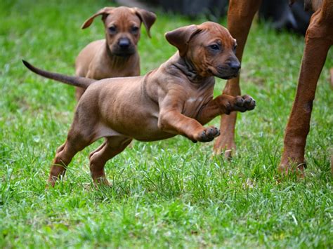 Rhodesian Ridgeback Puppies And Dog Pictures - Pictures Of Animals 2016