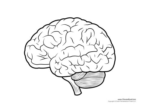 Diagram of Human Brain - Tim's Printables