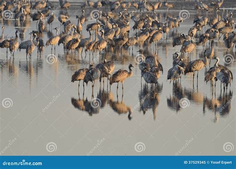 Common Crane stock image. Image of nesting, hula, park - 37529345