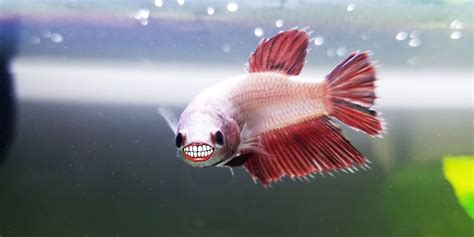 Do Betta Fish Have Teeth? - Bettafish.org