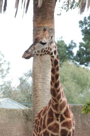 Adelaide Zoo - 2020 All You Need to Know BEFORE You Go (with Photos ...