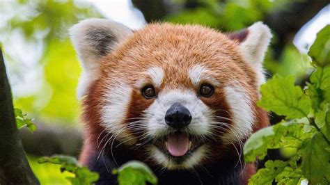 Wild and wonderful Asian animals | Articles | CBC Kids