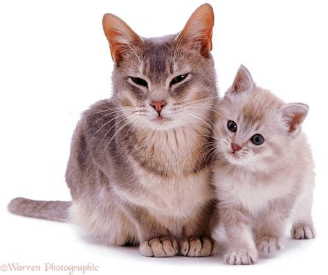 Burmese mother cat and kitten photo - WP03182