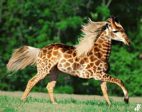 Girorse | Animal mashups, Photoshopped animals, Unusual animals