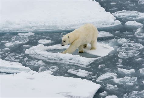 Drowning Polar Bears - TiengAnhK12 - Ôn luyện thông minh