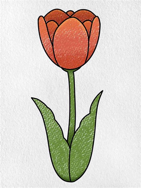 How to Draw a Tulip - HelloArtsy