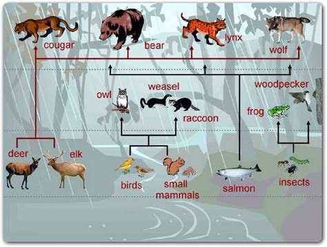 Northwestern Coniferous Forest - Screen 7 on FlowVella - Presentation ...