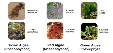 What is Algae? It's Types and Characteristics with Examples