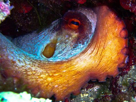 Octopus or Devilfish; Animals that Adapt their Color to their ...