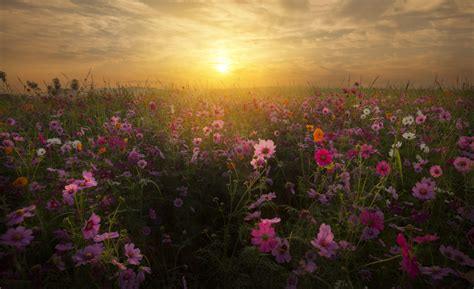 Flower Sunrise Wallpapers - Top Free Flower Sunrise Backgrounds ...