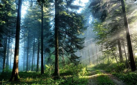 Forest Light Wallpapers - Wallpaper Cave