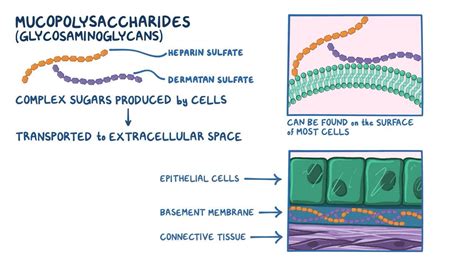 Mucopolysaccharide storage disease type 1 (Hurler syndrome) (NORD ...