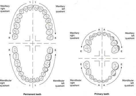 The Palmer dental numbering system is known as the European tooth ...