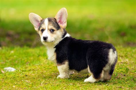 Corgi Puppies Wallpaper (54+ images)