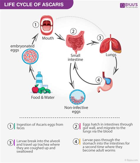 Ascaris lumbricoides Structure and Life Cycle: Introduction, Diagram ...