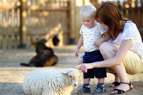 PETTING ZOO NEAR ME: 15+ MOST ADORABLE PETTING ZOOS IN GEORGIA