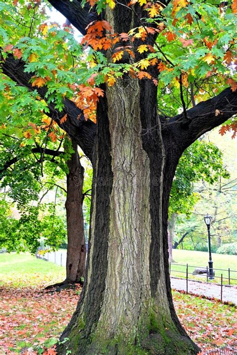 Tree in Central Park with Its Leaves Beginning To Turn Beautiful Autumn ...