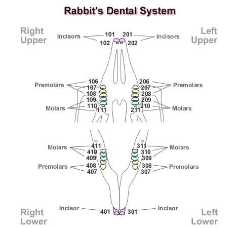 Rabbit's dental system - rabbit teeth layout diagram | bunnies ...