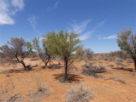 Deserts and xeric shrublands – Australian Acoustic Observatory | A20