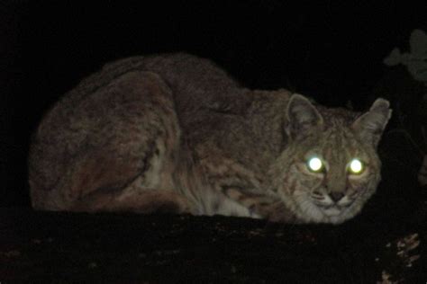 The Life Of Bobcat: Are Bobcats Nocturnal, Diurnal or Crepuscular?