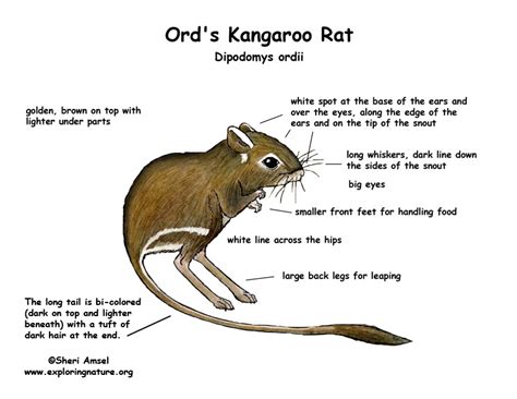 Kangaroo Rat (Ord's)