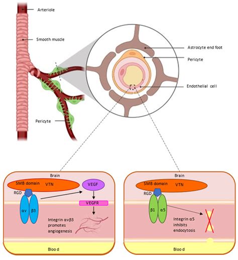 IJMS | Free Full-Text | Role of Vitronectin and Its Receptors in ...