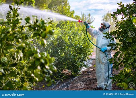 Spray Pesticides, Pesticide On Fruit Lemon In Growing Agricultural ...