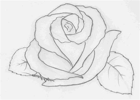 Love Rose Drawing at PaintingValley.com | Explore collection of Love ...