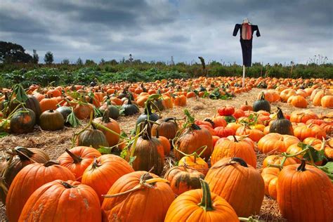 Our Editors' Favorite Pumpkin Patches In The South