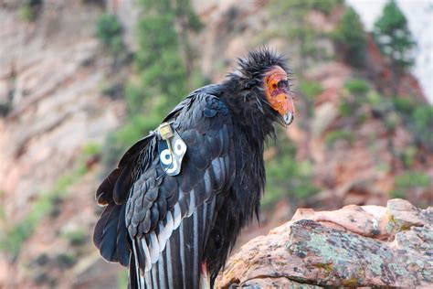 10 Amazing Facts About California Condors - Bird Watching Academy