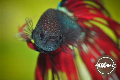 What Live Food Can I Feed My Betta? - Pet Food Guide