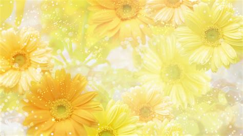 Yellow Daisy Wallpaper - WallpaperSafari