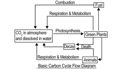 Carbon Cycle Flow Diagram