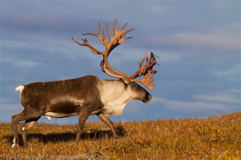 Caribou | Denali National Park, Alaska. | Photos by Ron Niebrugge