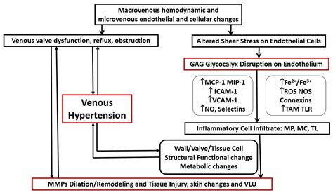 Pathophysiology Of Venous Ulcers