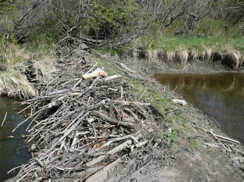 World’s Biggest Beaver Dam Discovered | Pix o' Plenty