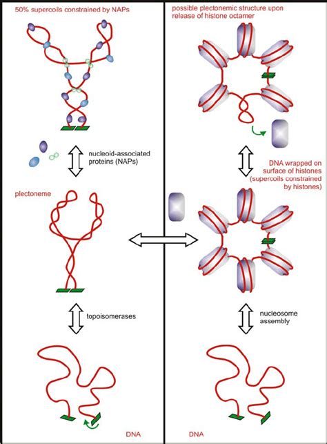 DNA supercoiling in prokaryotes and eukaryotes. Bacteria and some ...