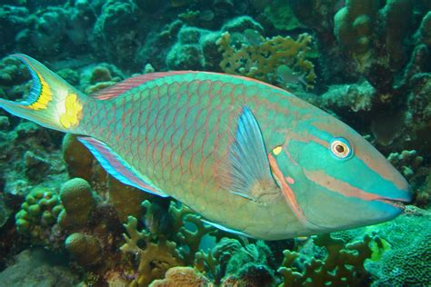 Parrotfish: the coral crunching, sand makers - Australian Geographic