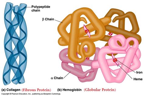 Lecture Notes in Medical Technology: Lecture #10: Proteins