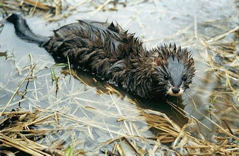 European Mink – Mustela lutreola - Moderately Endangered