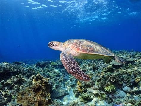 Hawksbill Sea Turtle: Overview & Conservation Efforts