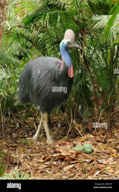 Southern Cassowary Casuarius casuarius Adult male at nest with eggs ...