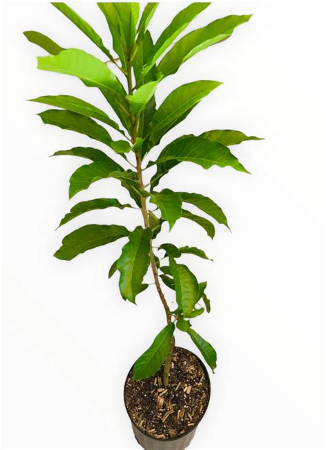 Grafted Canistel tree aka Egg Fruit 3 Gallon pot (5 varieties) – Lara ...