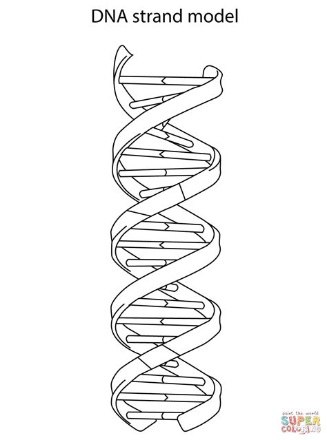 DNA Strand Model coloring page | Free Printable Coloring Pages