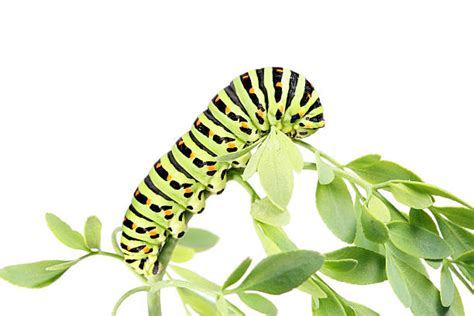 Caterpillar Leaf Stock Photos, Pictures & Royalty-Free Images - iStock