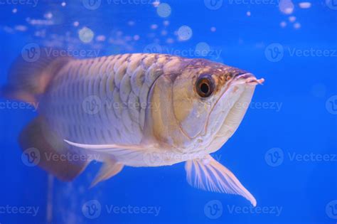 Asian arowana 886866 Stock Photo at Vecteezy