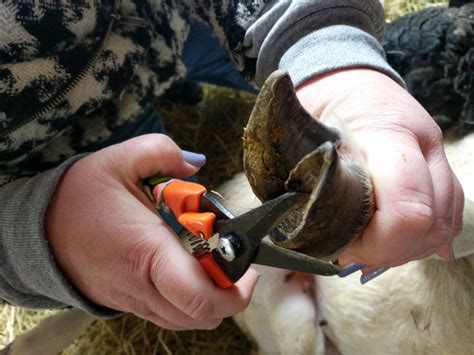 Putting Your Best Foot Forward! Trimming Hooves – 4-H Animal Science ...