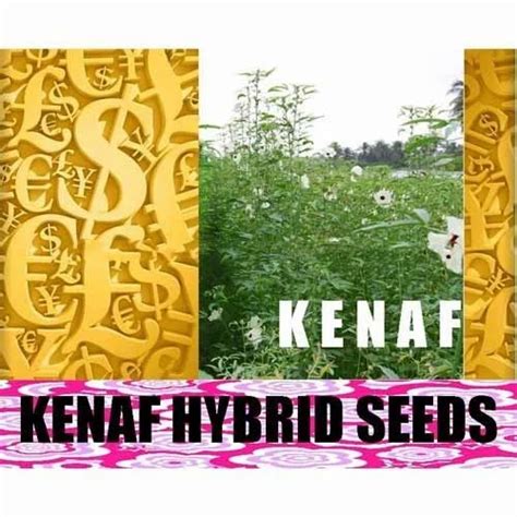 Kenaf Elite Viable Seeds in Jaipur | ID: 7949775497