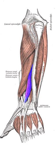 Extensor Indicis Proprius - Physiopedia